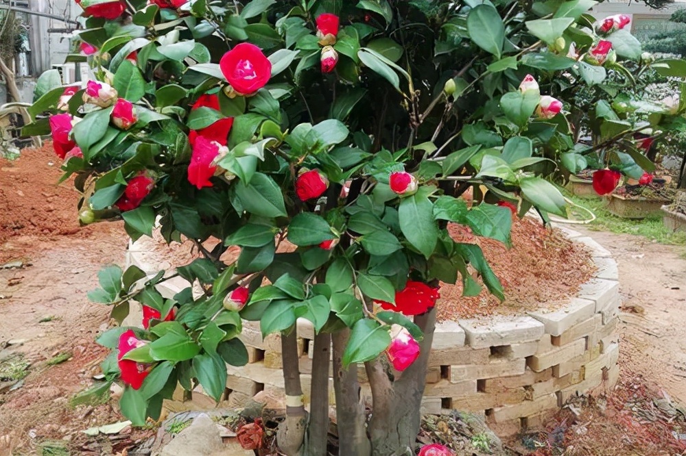 ������������11�ֻ�������Ԣ��ã�Խ��ԽֵǮ