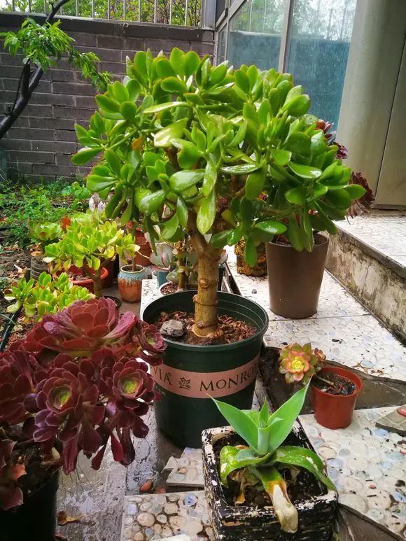 ������������11�ֻ�������Ԣ��ã�Խ��ԽֵǮ