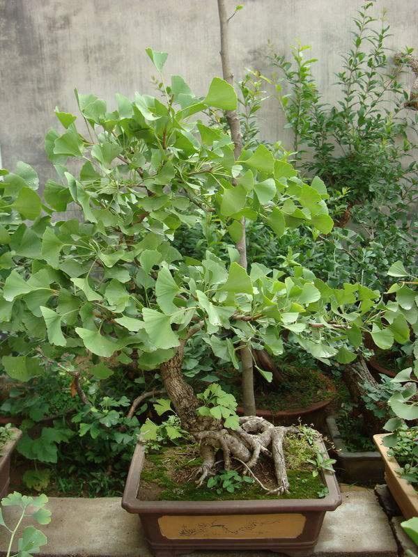 ������������11�ֻ�������Ԣ��ã�Խ��ԽֵǮ