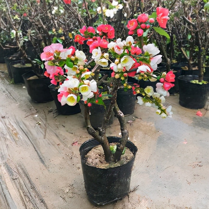 ������������11�ֻ�������Ԣ��ã�Խ��ԽֵǮ