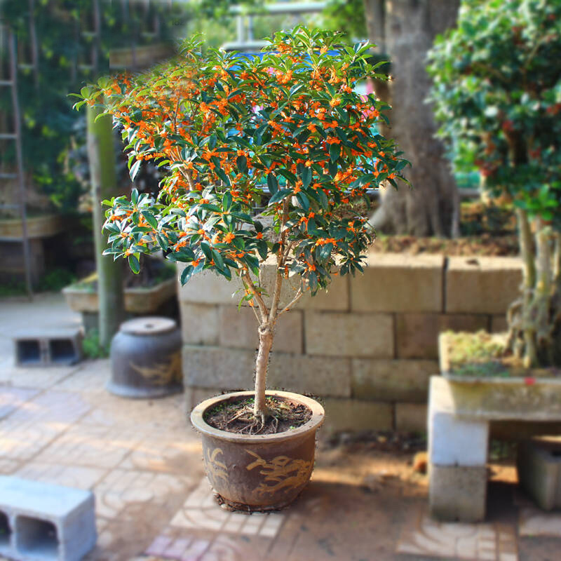 ������������11�ֻ�������Ԣ��ã�Խ��ԽֵǮ