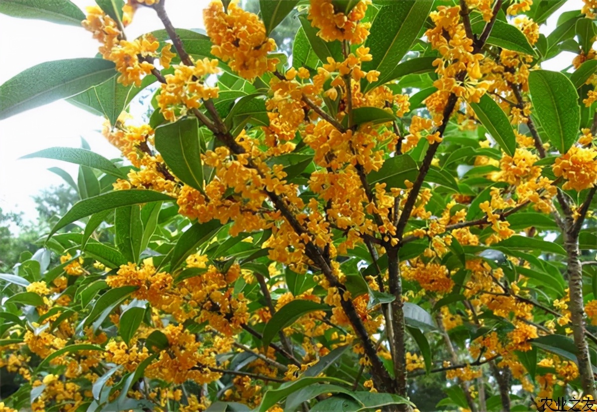 ������������11�ֻ�������Ԣ��ã�Խ��ԽֵǮ