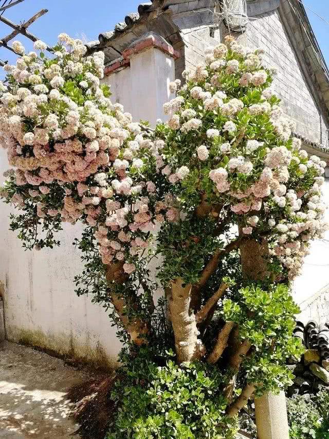 ������������11�ֻ�������Ԣ��ã�Խ��ԽֵǮ