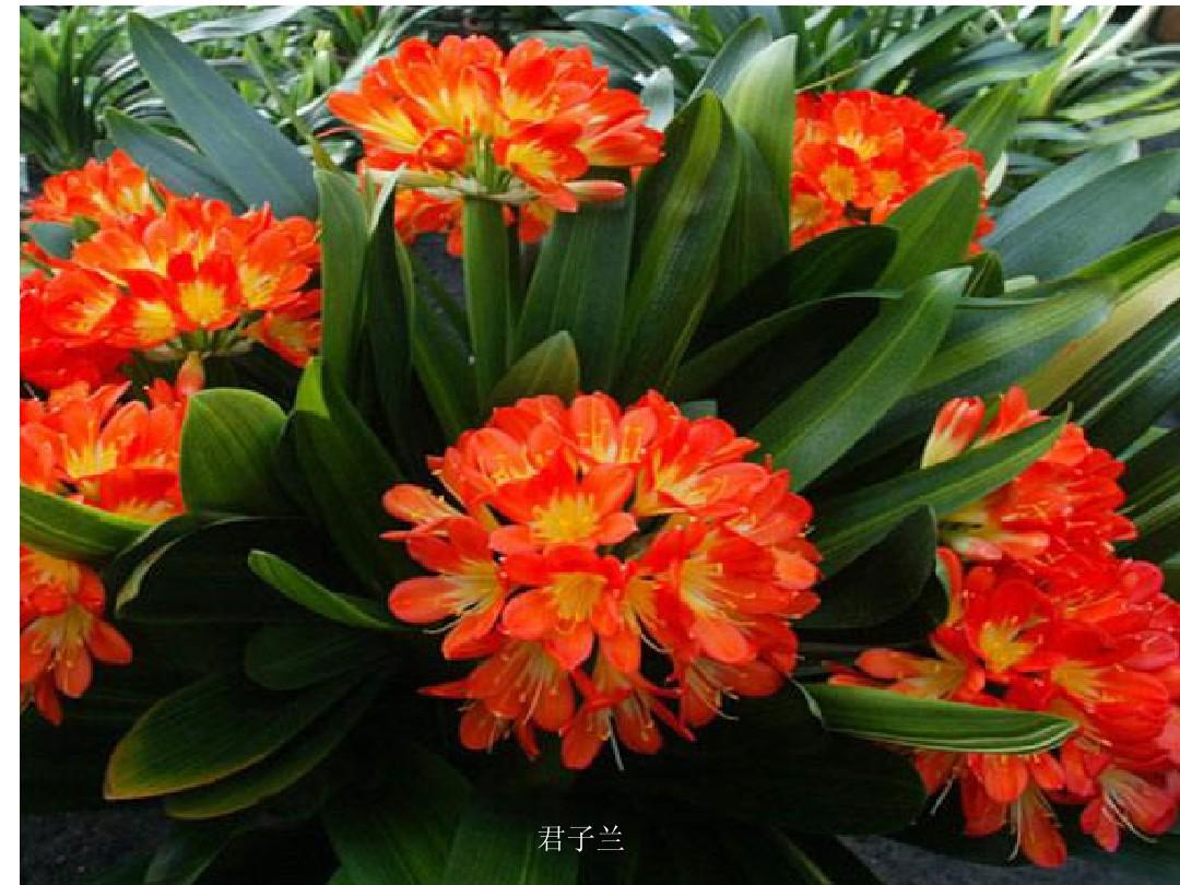 ������������11�ֻ�������Ԣ��ã�Խ��ԽֵǮ