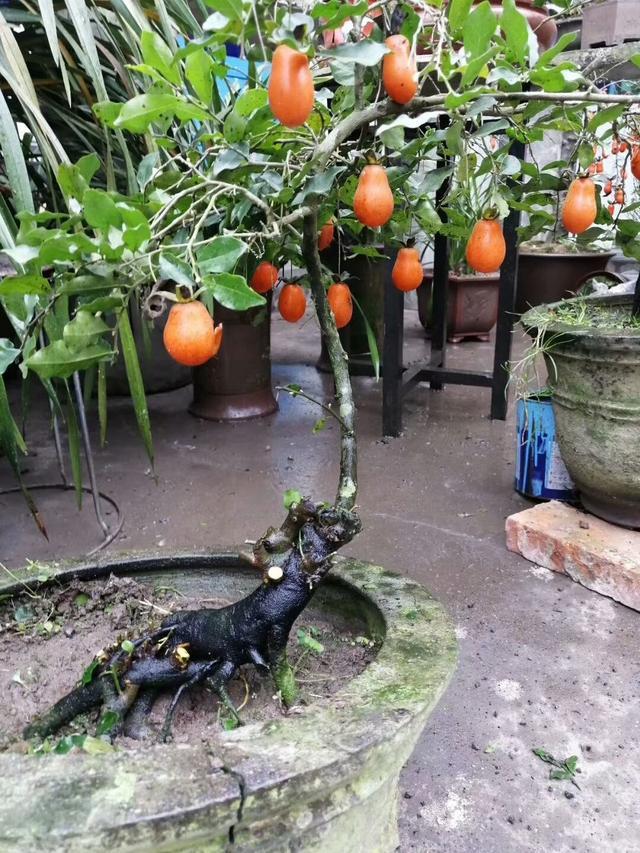 ������������11�ֻ�������Ԣ��ã�Խ��ԽֵǮ