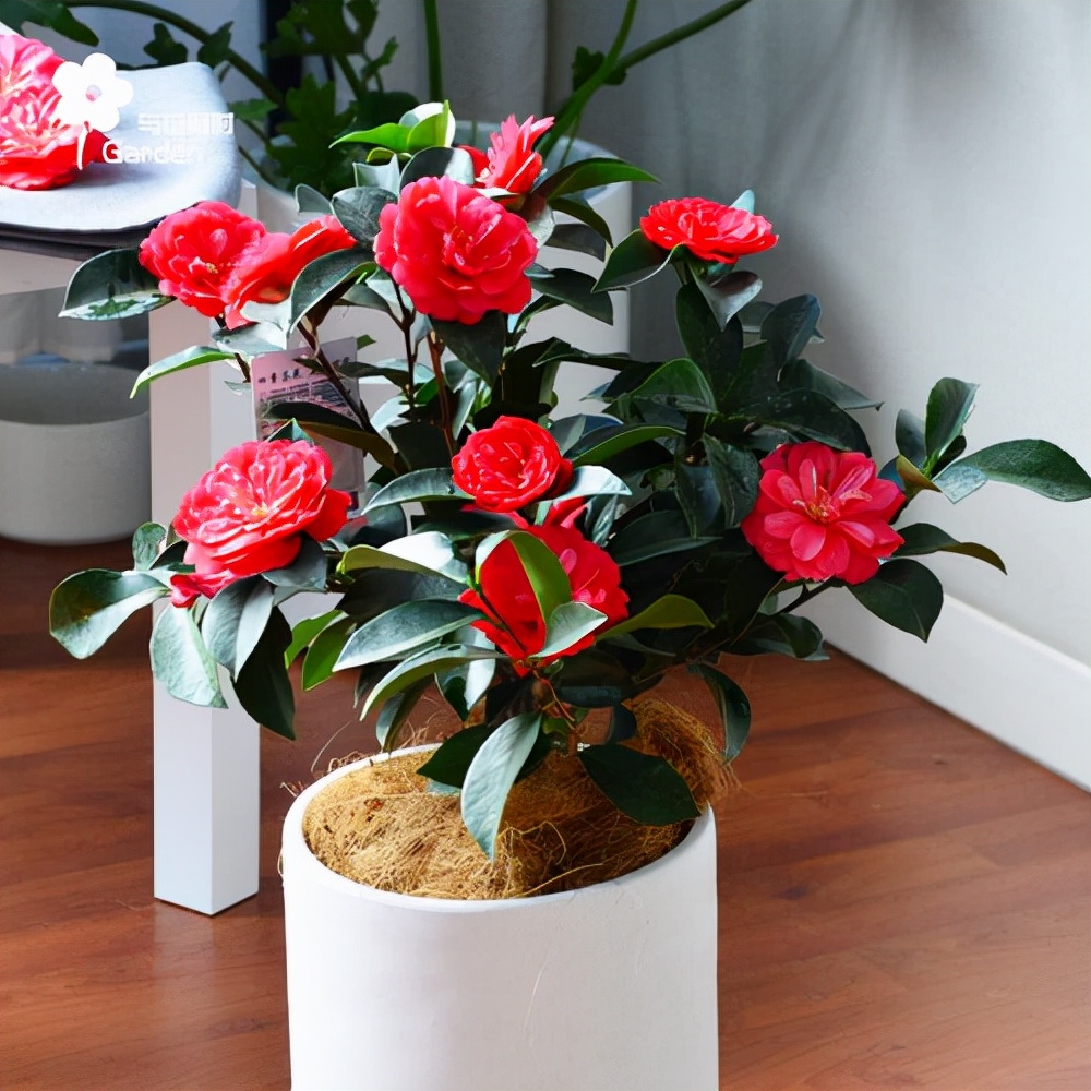 ������������11�ֻ�������Ԣ��ã�Խ��ԽֵǮ