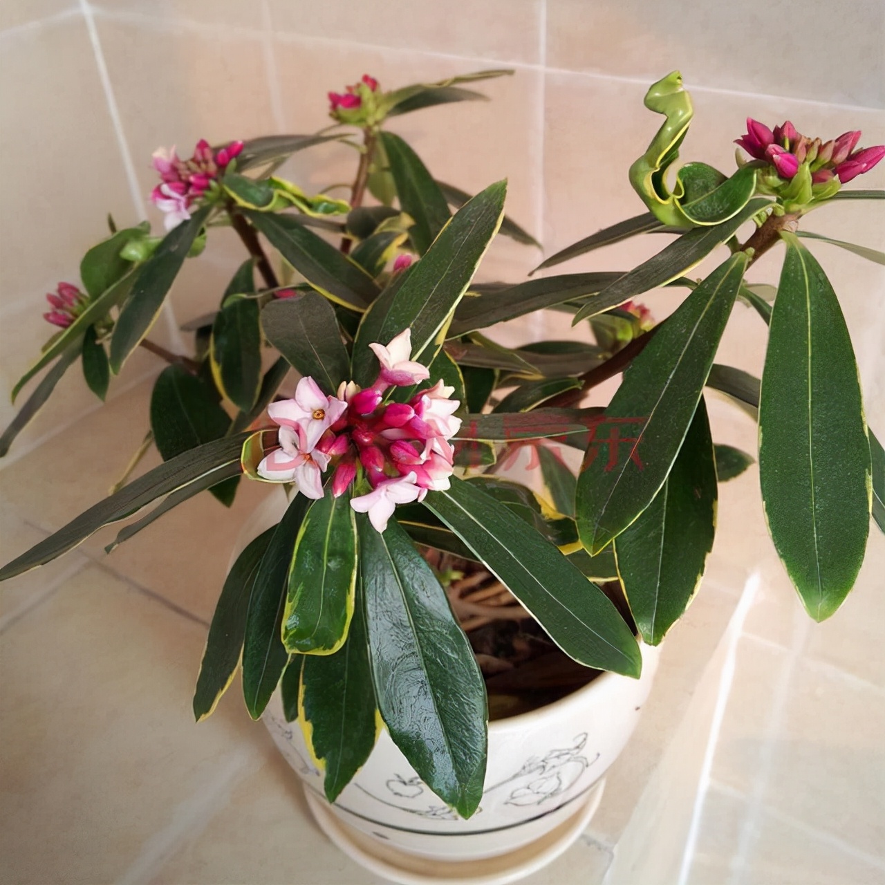 ������������11�ֻ�������Ԣ��ã�Խ��ԽֵǮ