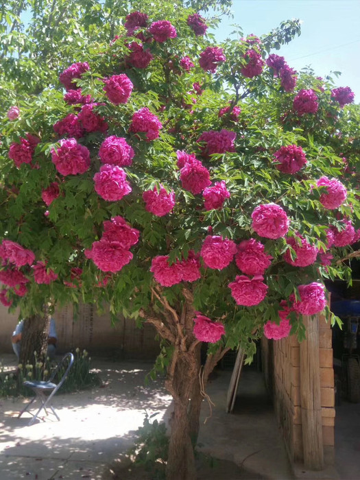 ������������11�ֻ�������Ԣ��ã�Խ��ԽֵǮ