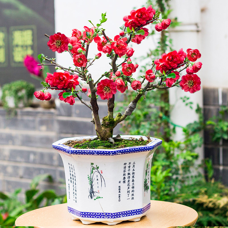 ������������11�ֻ�������Ԣ��ã�Խ��ԽֵǮ