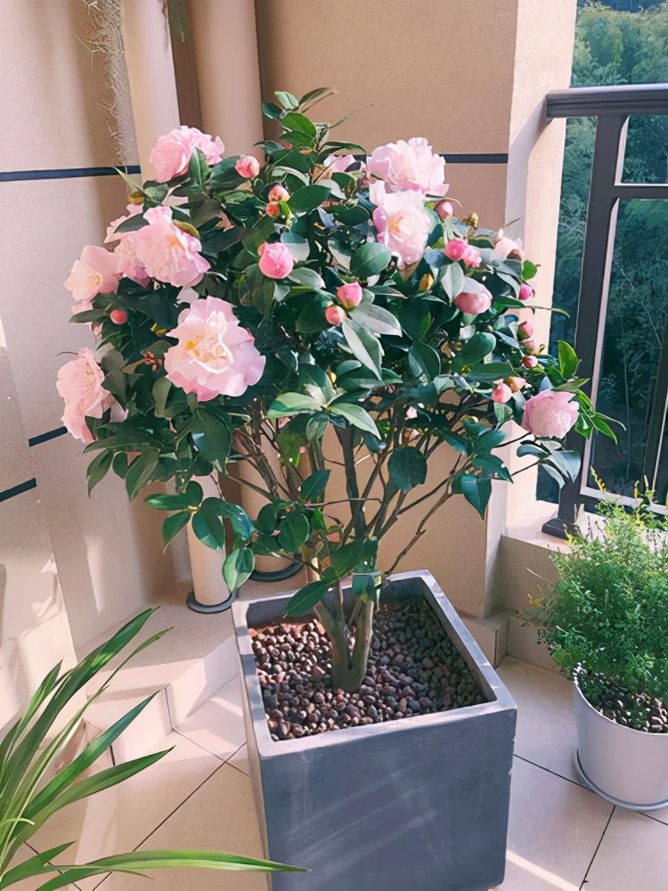 ������������11�ֻ�������Ԣ��ã�Խ��ԽֵǮ