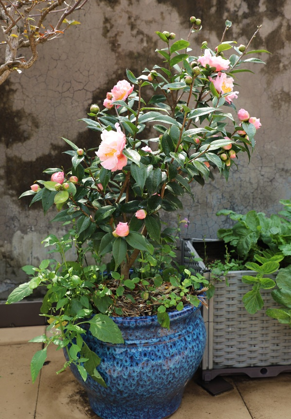 ������������11�ֻ�������Ԣ��ã�Խ��ԽֵǮ