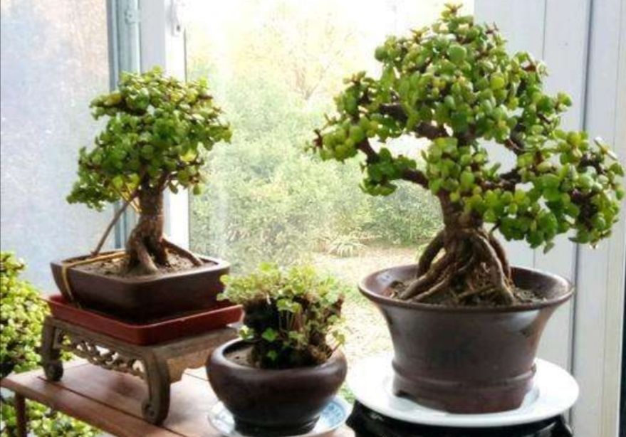 ������������11�ֻ�������Ԣ��ã�Խ��ԽֵǮ