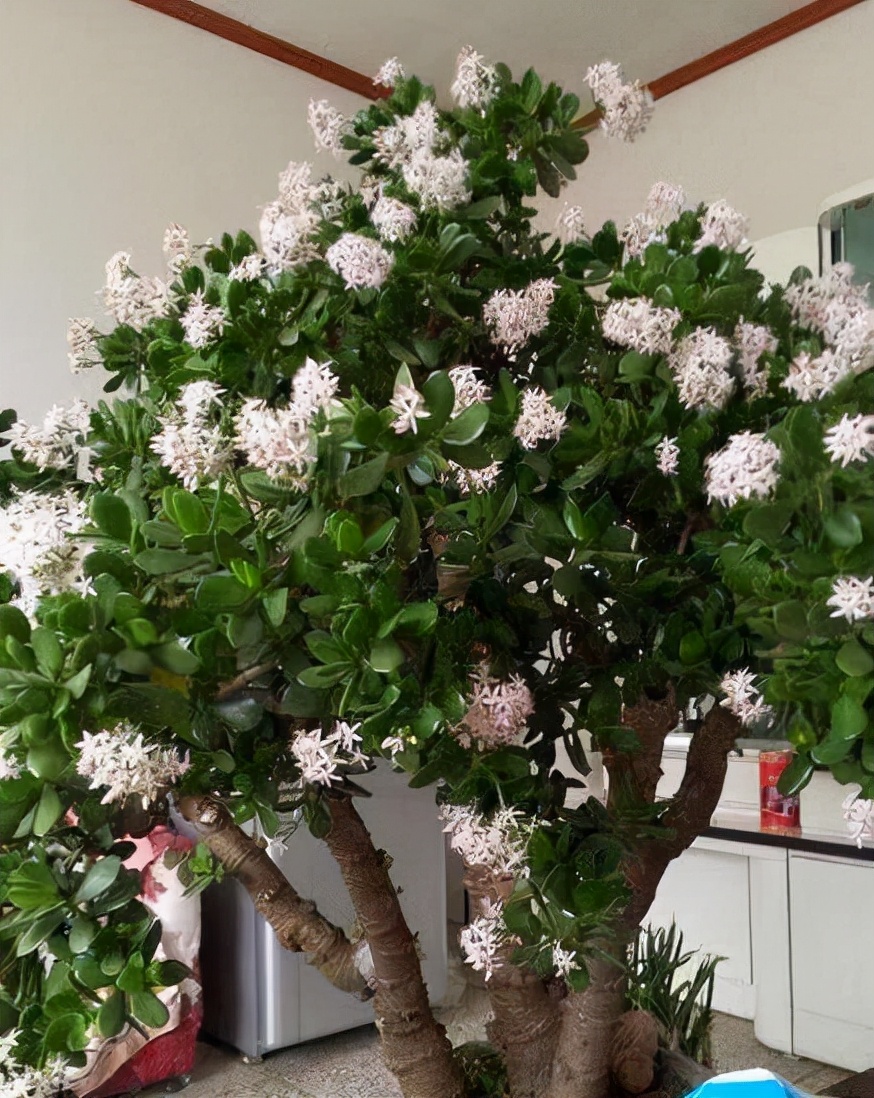 ������������11�ֻ�������Ԣ��ã�Խ��ԽֵǮ