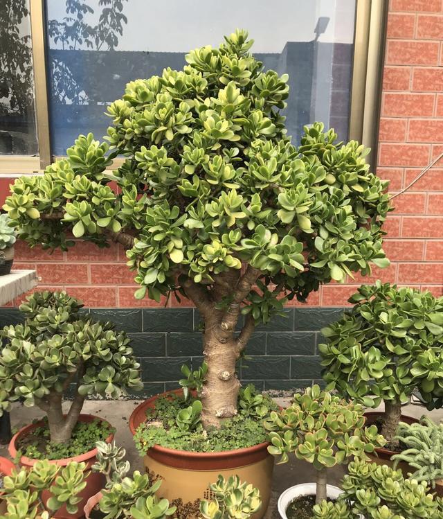 ������������11�ֻ�������Ԣ��ã�Խ��ԽֵǮ