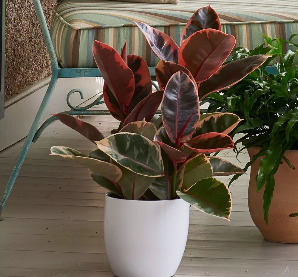 ���������������ԡ����������10������ѡ�������Ԣ��ã�������