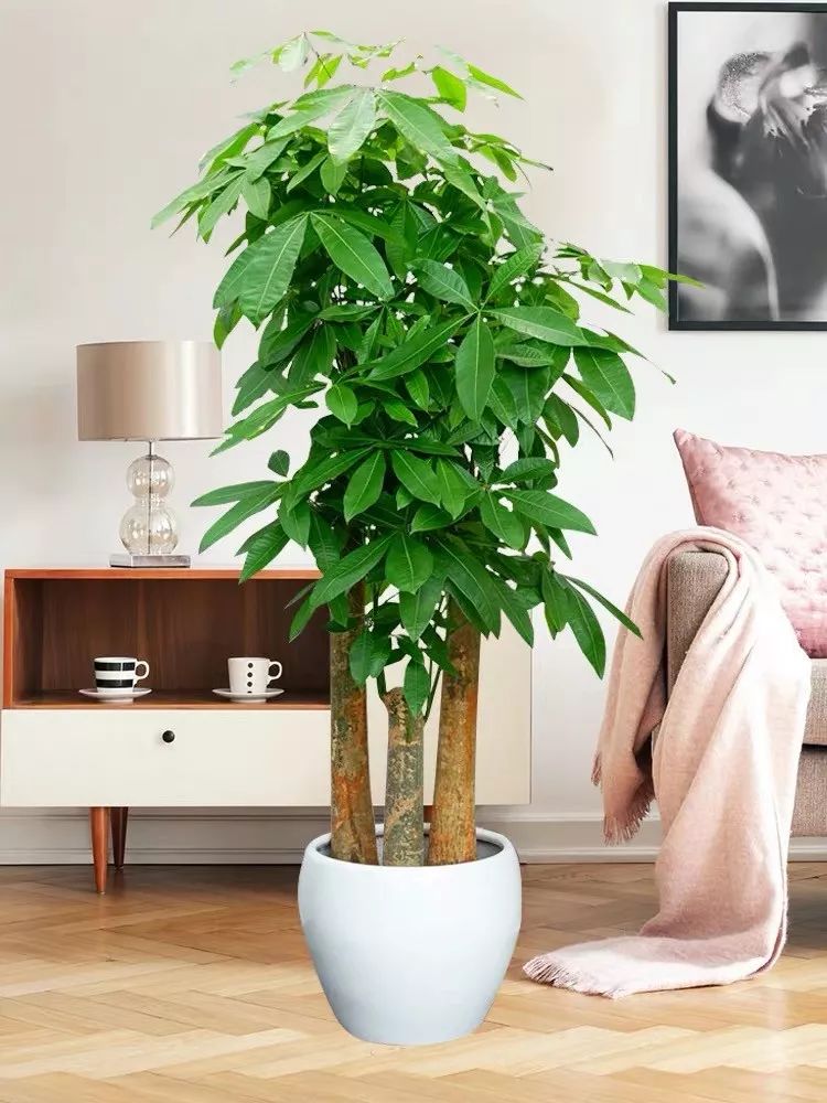 布泽利斯道适宜球队：举动公牛秀，我的整个性是我的上风(布泽尔集锦)