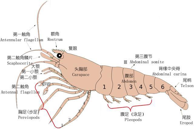 南美白对虾结构分析图图片
