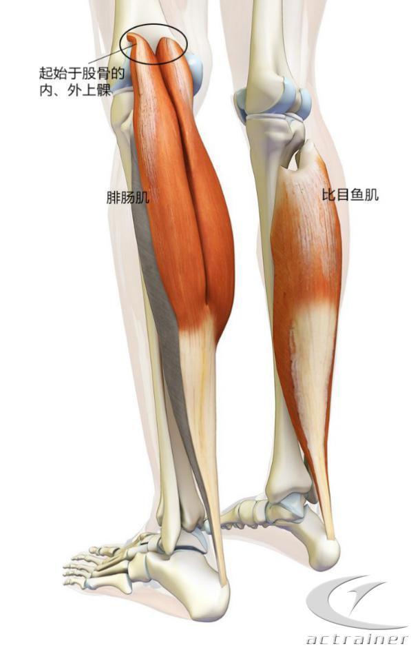 小腿结构图 肌肉图片