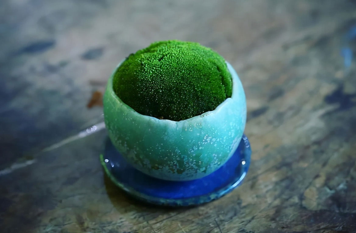 图片[2]-苔藓的习性和养护技巧-小改变网