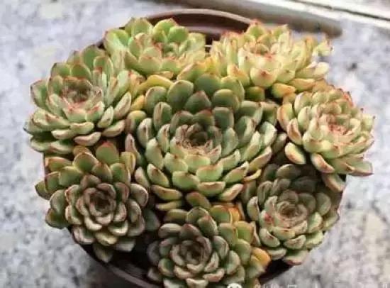 270种多肉,你见过几种?