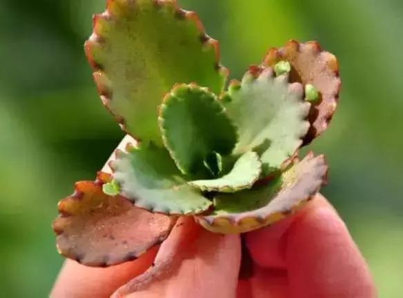 270种多肉,你见过几种?