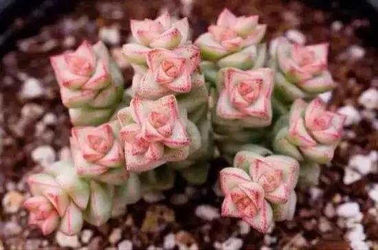 270种多肉,你见过几种?