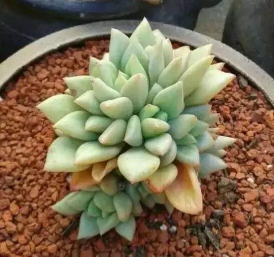 270种多肉,你见过几种?