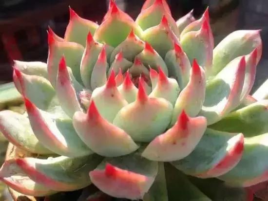 270种多肉,你见过几种?