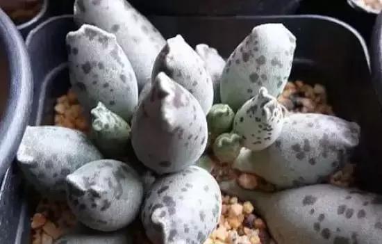 270种多肉,你见过几种?