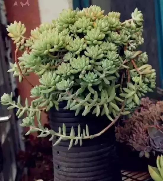 270种多肉,你见过几种?