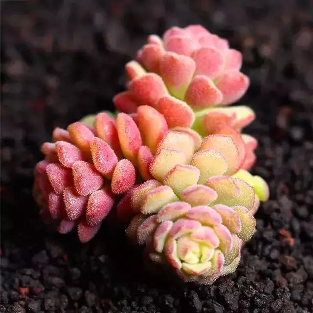 270种多肉,你见过几种?