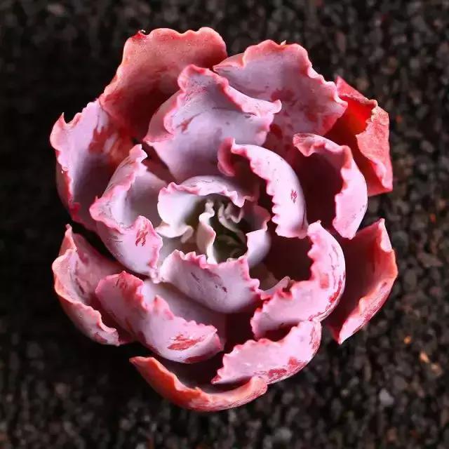 270种多肉,你见过几种?