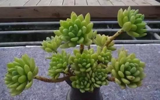 270种多肉,你见过几种?