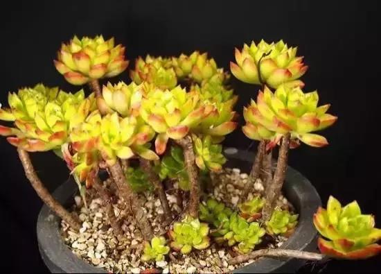 270种多肉,你见过几种?