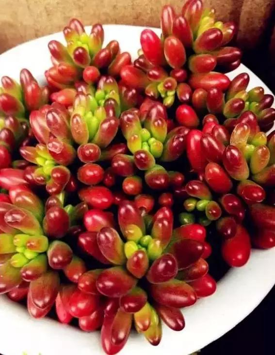 270种多肉,你见过几种?