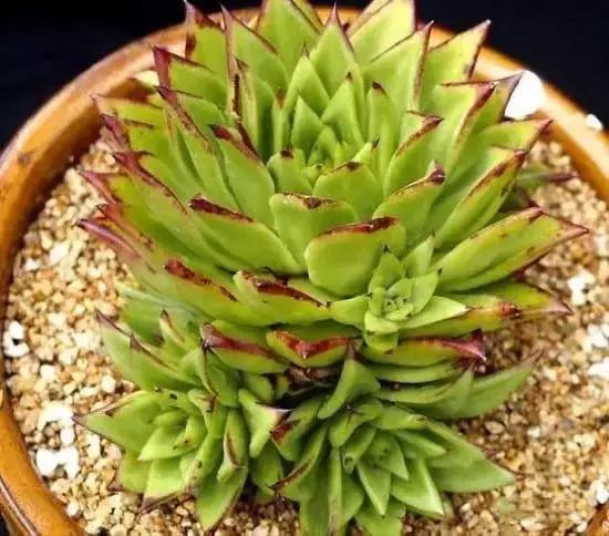 270种多肉,你见过几种?