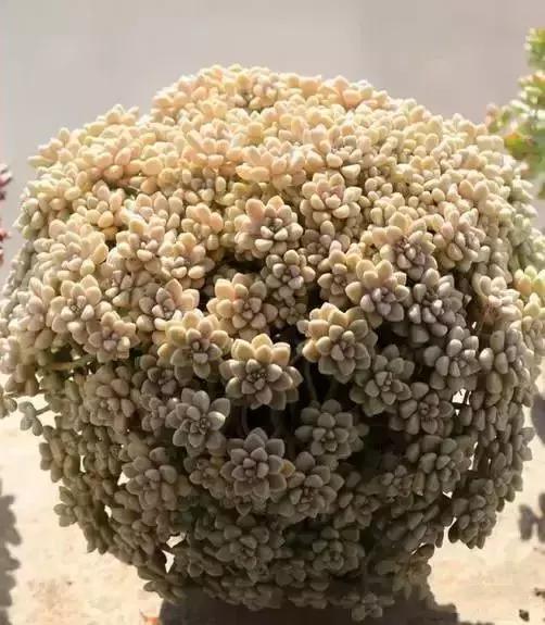 270种多肉,你见过几种?