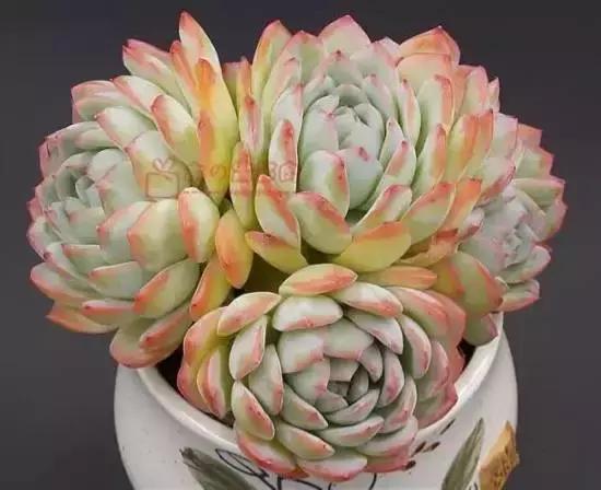 270种多肉,你见过几种?