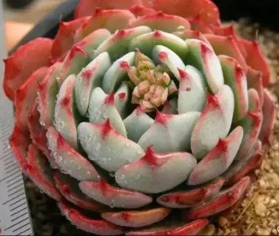 270种多肉,你见过几种?