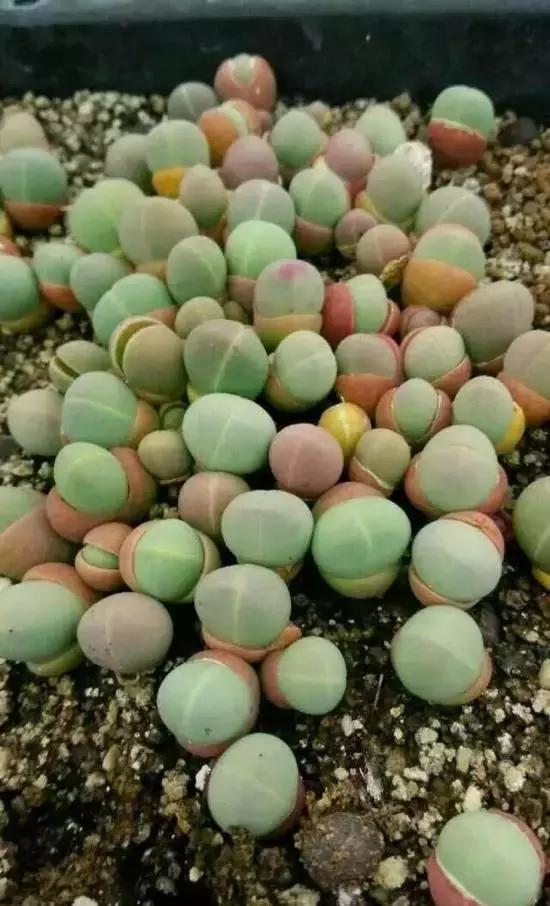 270种多肉,你见过几种?