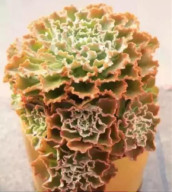 270种多肉,你见过几种?