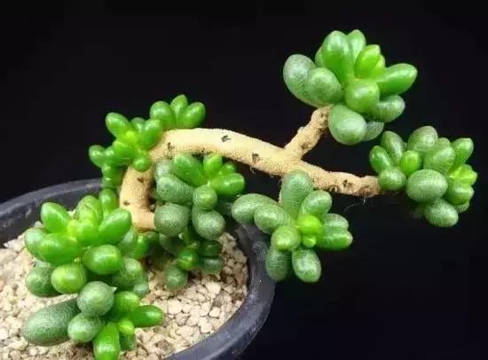 270种多肉,你见过几种?