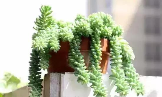 270种多肉,你见过几种?