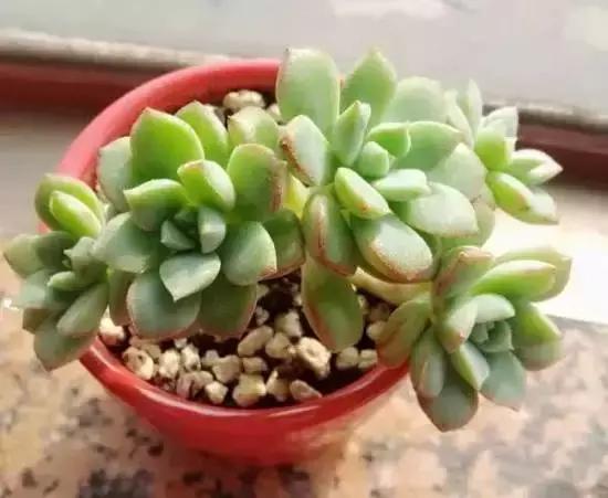 270种多肉,你见过几种?