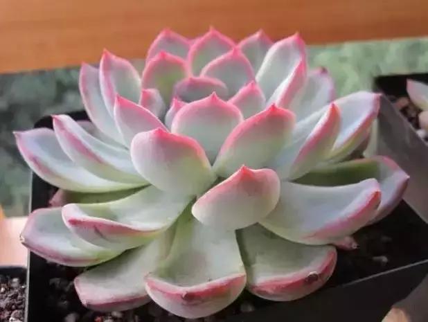 270种多肉,你见过几种?