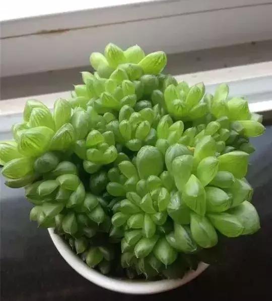 270种多肉,你见过几种?