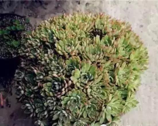 270种多肉,你见过几种?