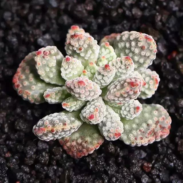 270种多肉,你见过几种?