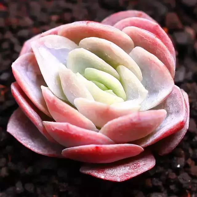 270种多肉,你见过几种?