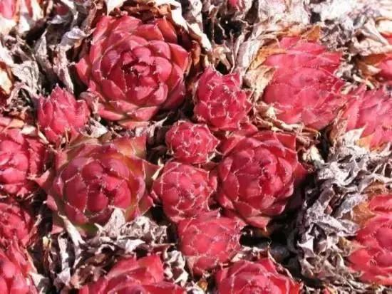 270种多肉,你见过几种?